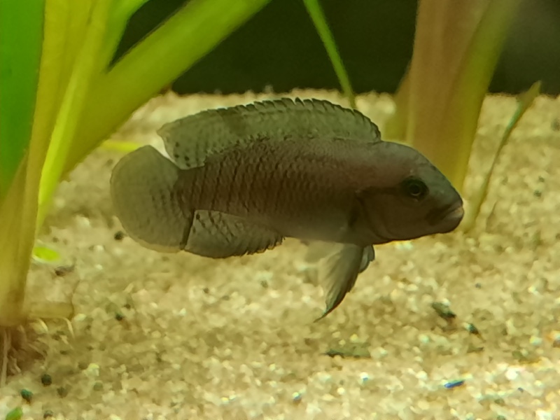 Telmatochromis cf. temporalis 'Cameron Bay'